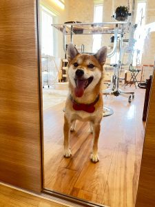 紅葉シーズン到来✨愛犬とゆっくりお散歩できる季節になりました☆トリミングでフワッ♪フワッ♪な装いで外出しませんか(O^―^O)ﾆｺ　素敵な香りがする愛犬をハグってモフモフ☆彡　トリミング＆ドッグホテルのご予約は📞018-838-0151 ネットでもOK！