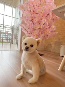 新緑の香りはワンちゃんも大好き✨トリミングで素敵な愛犬とお散歩に出かけませんか(^▽^)　ダニや蚊の予防にもトリミングはオススメです。ご予約はお電話かインターネットでOK！もちろん携帯からもご予約いただけます。📞018-838-0151※ネット予約も承ります中