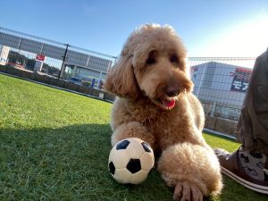 梅雨シーズン到来！トリミングでサワサワ＆いい香りのワンちゃんと過ごしませんか？ダニや蚊も発生するシーズンはお散歩後のお手入れが大切です☆彡トリミングやドッグホテルのご予約承り中📞018-838-0151※ネット予約もOK