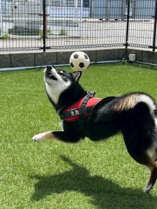 熱中症に注意だワン！今年の夏もめっちゃ熱いです(;^_^A　トリミングでスッキリ爽快☆彡暑さ対策はトリミングがオススメ♪ご予約はお電話又はネットから承ります。📞018-838-0151　ワンちゃん生活応援割引実施中！取寄せ注文で全品20％OFF。スタッフまでお声がけ下さい。