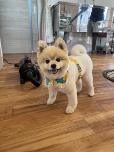 もうすぐ雪の季節！ワンちゃんもトリミングで冬の装いをしませんか(^^♪素敵な香りがする愛犬をハグってモフモフ☆彡　トリミング＆ドッグホテルのご予約は📞018-838-0151 ネットでもOK！新店舗建設中につきお足元にご注意くださいませm(_ _)m