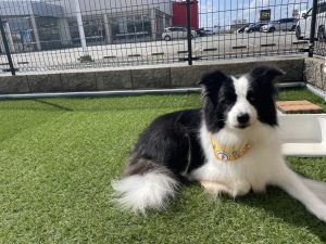 紅葉シーズン到来✨愛犬とゆっくりお散歩できる季節になりました☆トリミングでフワッ♪フワッ♪スッキリとした装いで外出しませんか(O^―^O)ﾆｺ　素敵な香りがする愛犬をハグってモフモフ☆彡　トリミング＆ドッグホテルのご予約は📞018-838-0151 ネットでもOK！