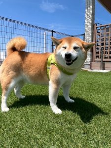 もうすぐ雪の季節⛄トリミングで冬に向けた準備をしませんか(^^♪素敵な香りの愛犬をハグってモフモフ☆彡トリミング＆ドッグホテルのご予約は📞018-838-0151 ネット予約は24時間OK！新店舗が完成しました。子犬から老犬まで長期＆短期のお預り（飼育代行）もOK！高級ホテルのようなお部屋で快適にお過ごください。小犬販売は来春予定✨