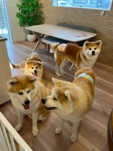 冬はモフモフ♪お布団でゴロゴロ♪毛玉ができやすい季節ですね。トリミングで素敵な香りとスッキリした触り心地がサイコー☆初めての方でも安心☆お気軽にお問合せくださいませ。📞018-838-0151　ドッグホテルも好評営業中☆子犬販売は3月開始に向けて準備中♪欲しいワンちゃんの事前予約も承りますので宜しくお願いいたします￥^^o)