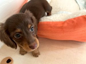 3月18日（水）OPEN✨店頭でお会いできるワンちゃんをご紹介　☆生年月日：2026年1月5日、性別：女の子、犬種：カニーヘンダックスフンド、カラー：チョコレート/タン