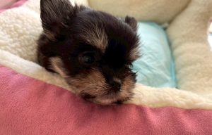 3月18日（水）OPEN✨店頭でお会いできるワンちゃんをご紹介　☆生年月日：2026年1月12日、性別：男の子、犬種：ミックス（チワワ＆マルチーズ）、カラー：ブラウン/タン