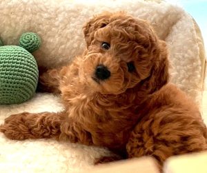 3月18日（水）OPEN✨店頭でお会いできるワンちゃんをご紹介　☆生年月日：2026年1月13日、性別：女の子、犬種：トイプードル、カラー：アプリコットブラウン