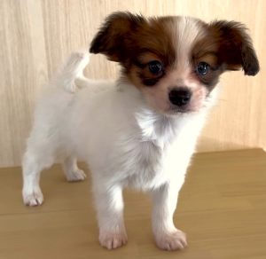 3月18日（水）OPEN✨店頭でお会いできるワンちゃんをご紹介　☆生年月日：2026年1月13日、性別：女の子、犬種：パピヨン、カラー：ホワイト/ブラウン
