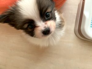 3月18日（水）OPEN✨店頭でお会いできるワンちゃんをご紹介　☆生年月日：2026年1月13日、性別：男の子、犬種：パピヨン、カラー：ホワイト/ブラウン