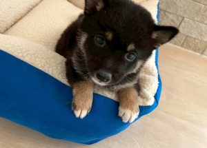 3月18日（水）OPEN✨店頭でお会いできるワンちゃんをご紹介　☆生年月日：2026年1月13日、性別：男の子、犬種：豆柴、カラー：黒