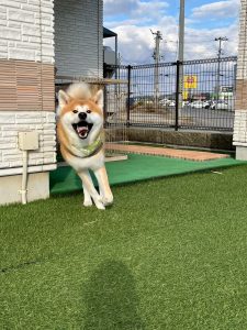3月18日（水）いよいよ新店舗OPEN！子犬の販売と老犬ホーム（飼育介護）サービスが始まります☆春は衣替えの季節、ワンちゃんも毛替わりシーズンでお部屋の掃除が大変ですね(;^_^/　トリミングですっきりしませんか☆転勤や転職、進学などでワンちゃんはお留守番！そんなときはドッグホテルがオススメです。ご予約はお電話📞018-838-0151又はネット予約で！※ドッグホテルのご予約はお電話のみとなります。
